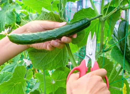 胡瓜修剪方法 胡瓜修剪方法