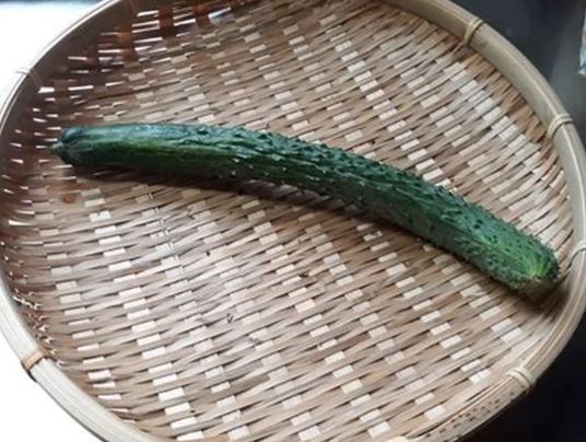 大胡瓜栽培 大胡瓜栽培