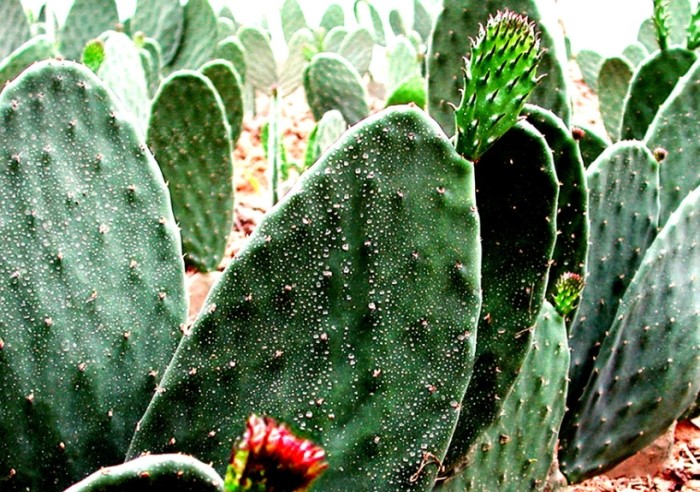 仙人掌澆水頻率 仙人掌澆水頻率