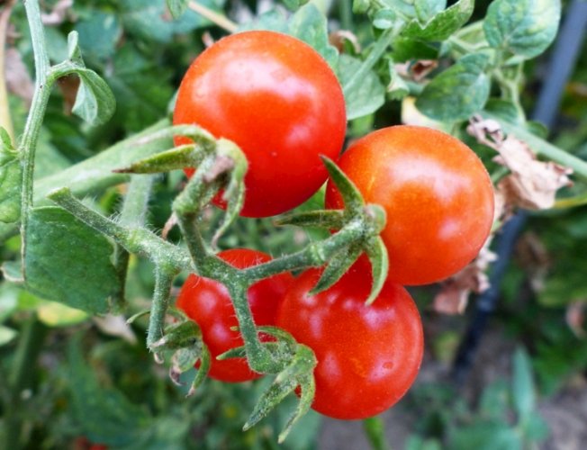 番茄種植剪枝 番茄種植剪枝