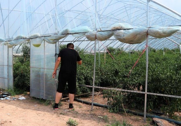 辣椒種植開花技巧