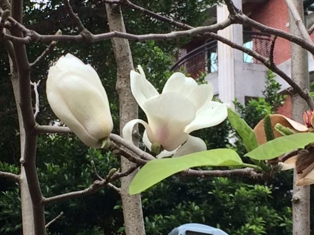 玉蘭樹養護 玉蘭樹養護