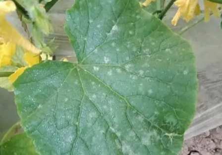 小黃瓜白粉病症状