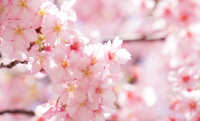 櫻花種植方法 櫻花種植方法