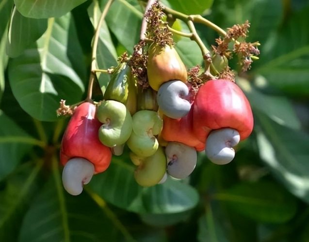 發芽腰果營養 發芽腰果營養