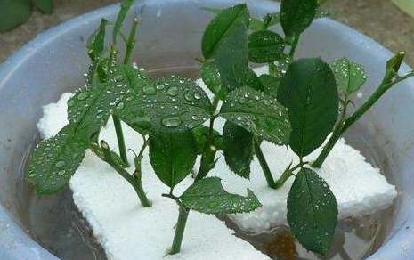 DIY生根水 DIY生根水