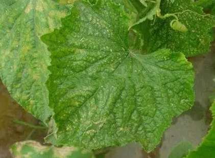 小黃瓜種植問題