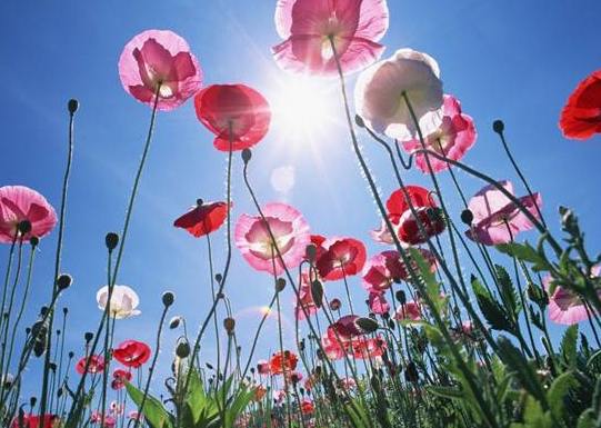 土壤白垢處理 土壤白垢處理