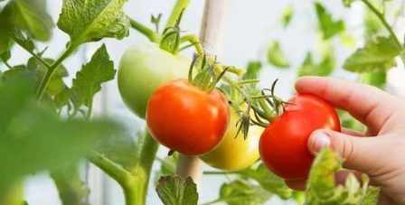 番茄栽培技巧
