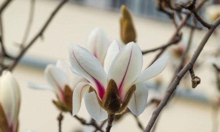 玉蘭樹養護 玉蘭樹養護