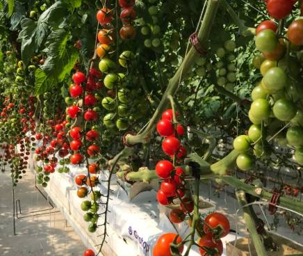 黑番茄种è²¼时间