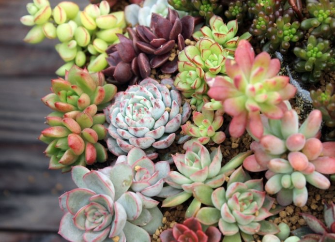 植物缺水怎么办