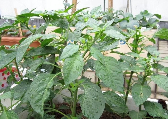 辣椒不開花原因