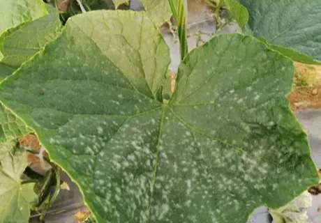 小黃瓜白粉病治疗