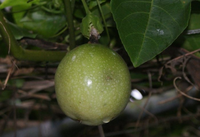 雞蛋果病虫害防治 雞蛋果病虫害防治