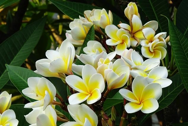 鷄蛋花種植 鷄蛋花種植