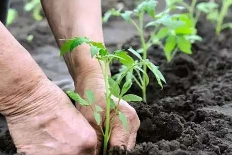 番茄施肥技巧