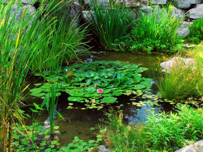 植物養護水質 植物養護水質
