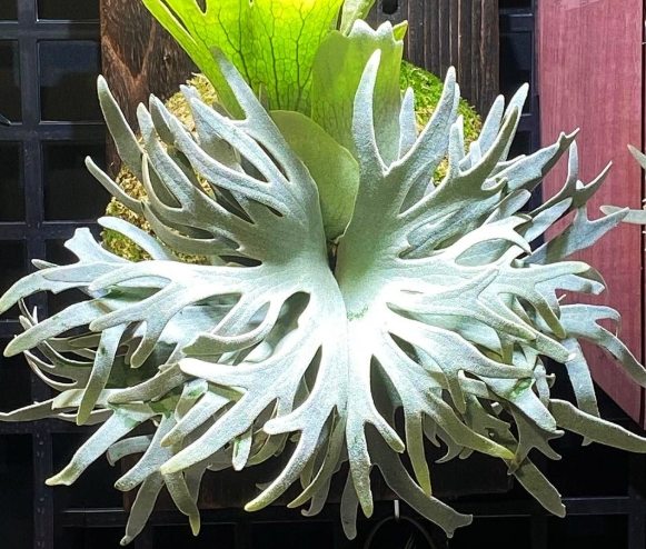 鹿角蕨養護技巧 鹿角蕨養護技巧