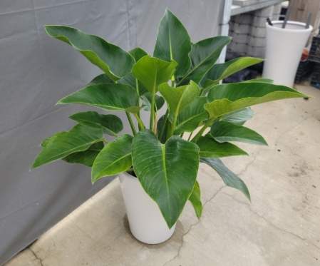 蔓綠絨養護 蔓綠絨養護