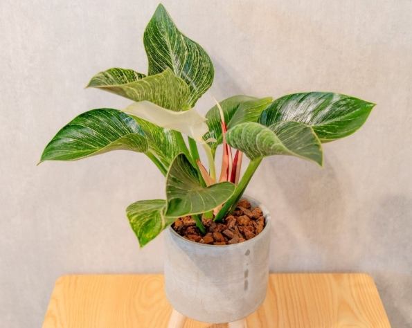 蔓綠絨繁殖方法