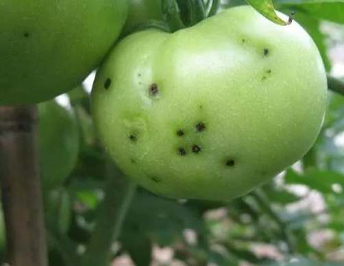 番茄病害用藥推薦 番茄病害用藥推薦