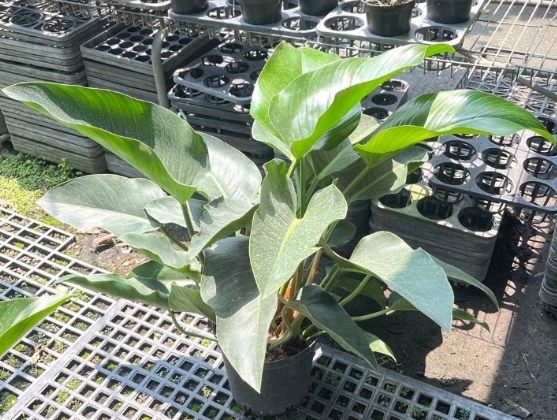 蔓綠絨養護 蔓綠絨養護