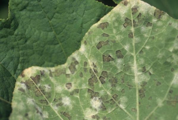 傳染病症狀 傳染病症狀