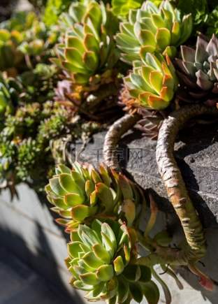 植物生長燈 植物生長燈