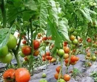 黃金番茄品種 黃金番茄品種