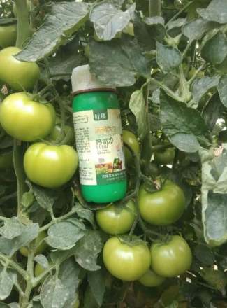 番茄施肥方法 番茄施肥方法