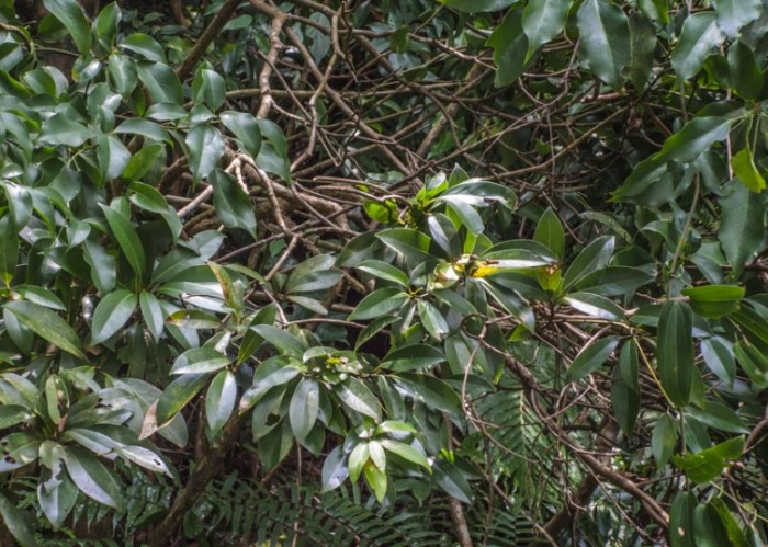 人參樹栽培方法