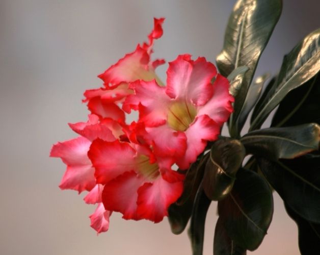 沙漠玫瑰叶子卷曲原因