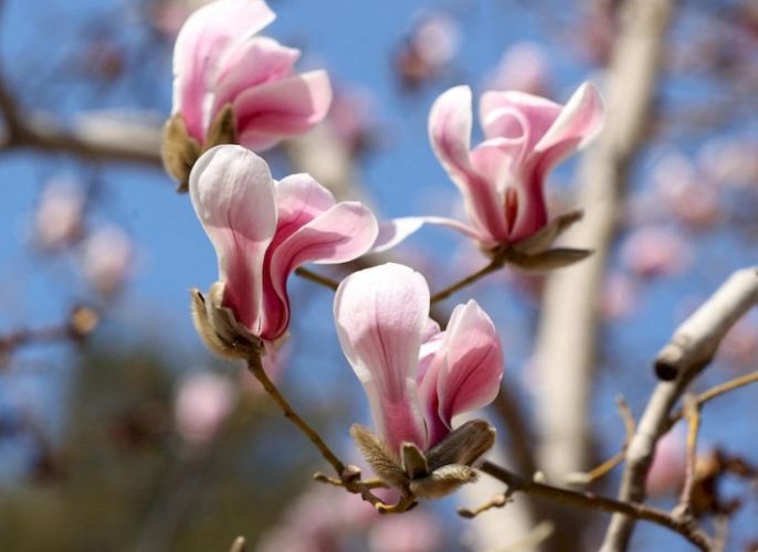 玉蘭樹開花條件 玉蘭樹開花條件