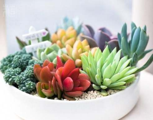 多肉植物組合