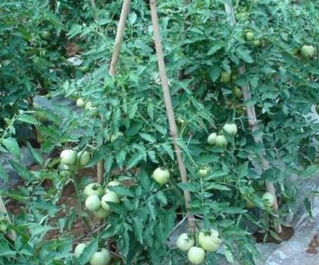 西红柿种子发芽温度控制 西红柿种子发芽温度控制