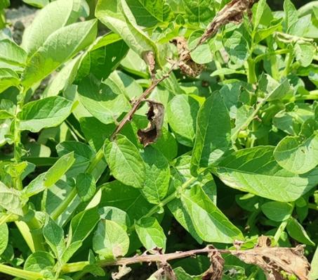 馬鈴薯晚疫病防治