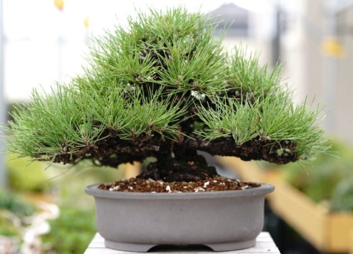 樹木下垂處理 樹木下垂處理