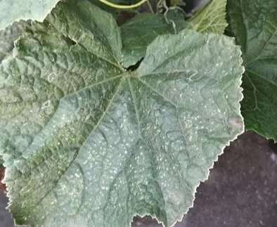 小黃瓜葉子變黃原因