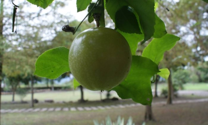 百香果栽培方法 百香果栽培方法