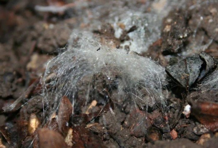 預防盆栽發霉 預防盆栽發霉