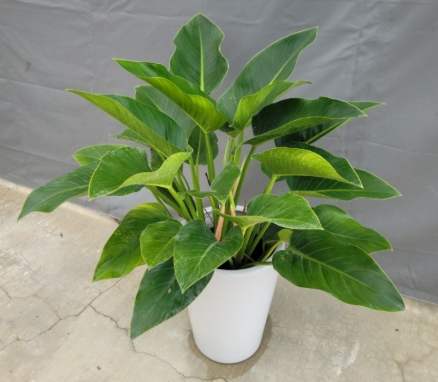 蔓綠絨養護 蔓綠絨養護