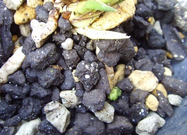 花盆土壤發霉處理