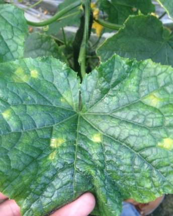 黃瓜黃斑病防治 黃瓜黃斑病防治