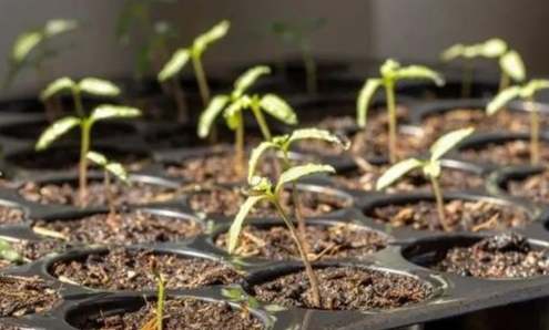小番茄育苗方法