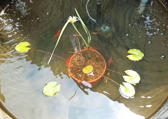 水族箱水澆花 水族箱水澆花