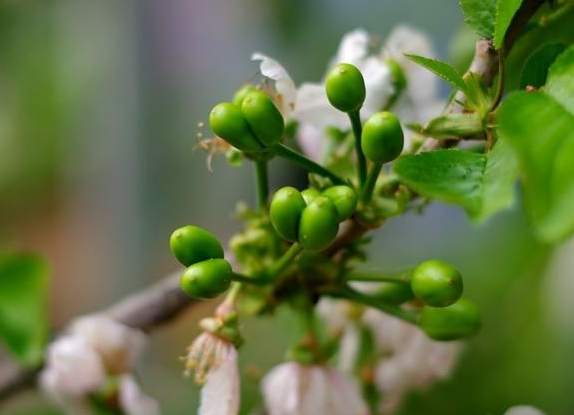 果樹開花不結果 果樹開花不結果