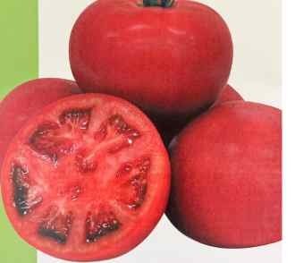 台灣番茄種植技巧 台灣番茄種植技巧