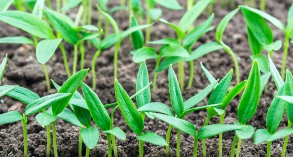 辣椒種子發芽條件 辣椒種子發芽條件
