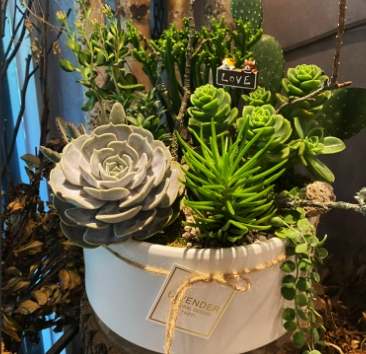 多肉植物組合技巧